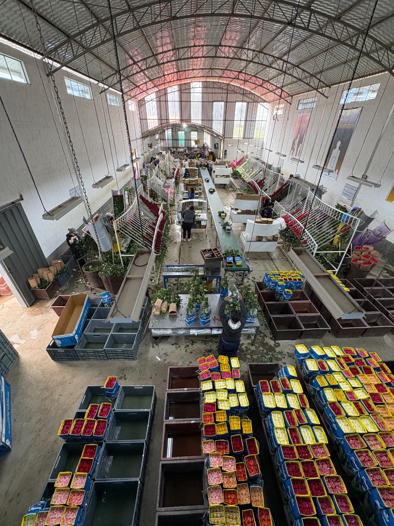 Centro de postcosecha florícola