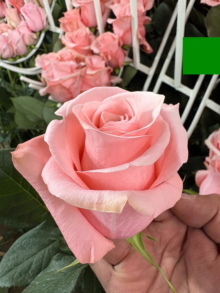 Producción Florícola