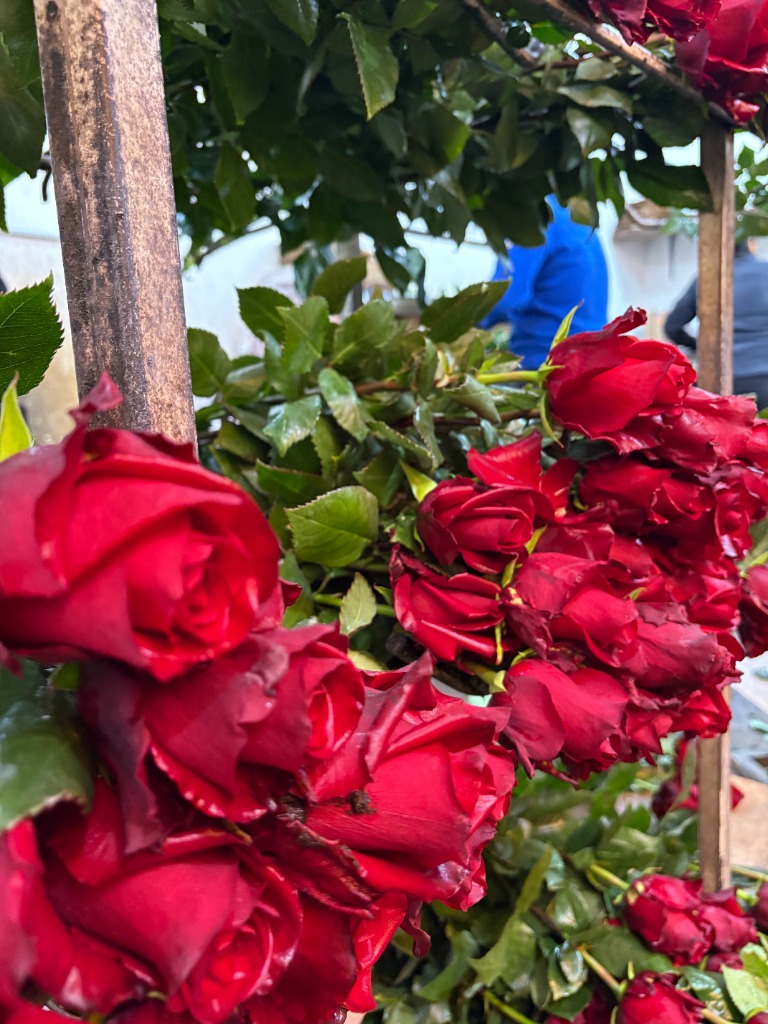 Rosas de exportación de Ecuador
